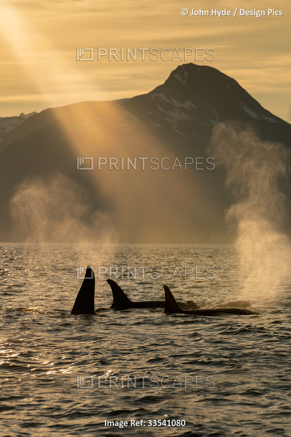 Orca/Killer whales (Orcinus orca) surfacing to breathe with the blow ...