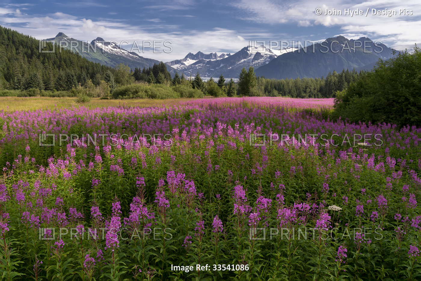 Vibrant fireweed blooms (Chamaenerion angustifolium) in a wildflower meadow ...