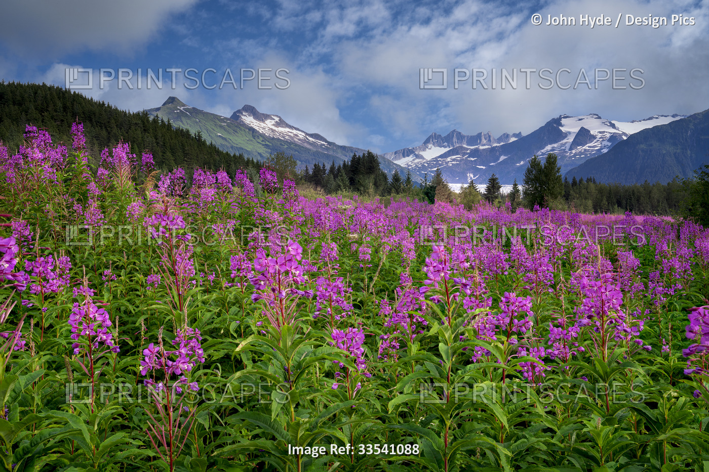 Vibrant fireweed blooms (Chamaenerion angustifolium) in a wildflower meadow in ...