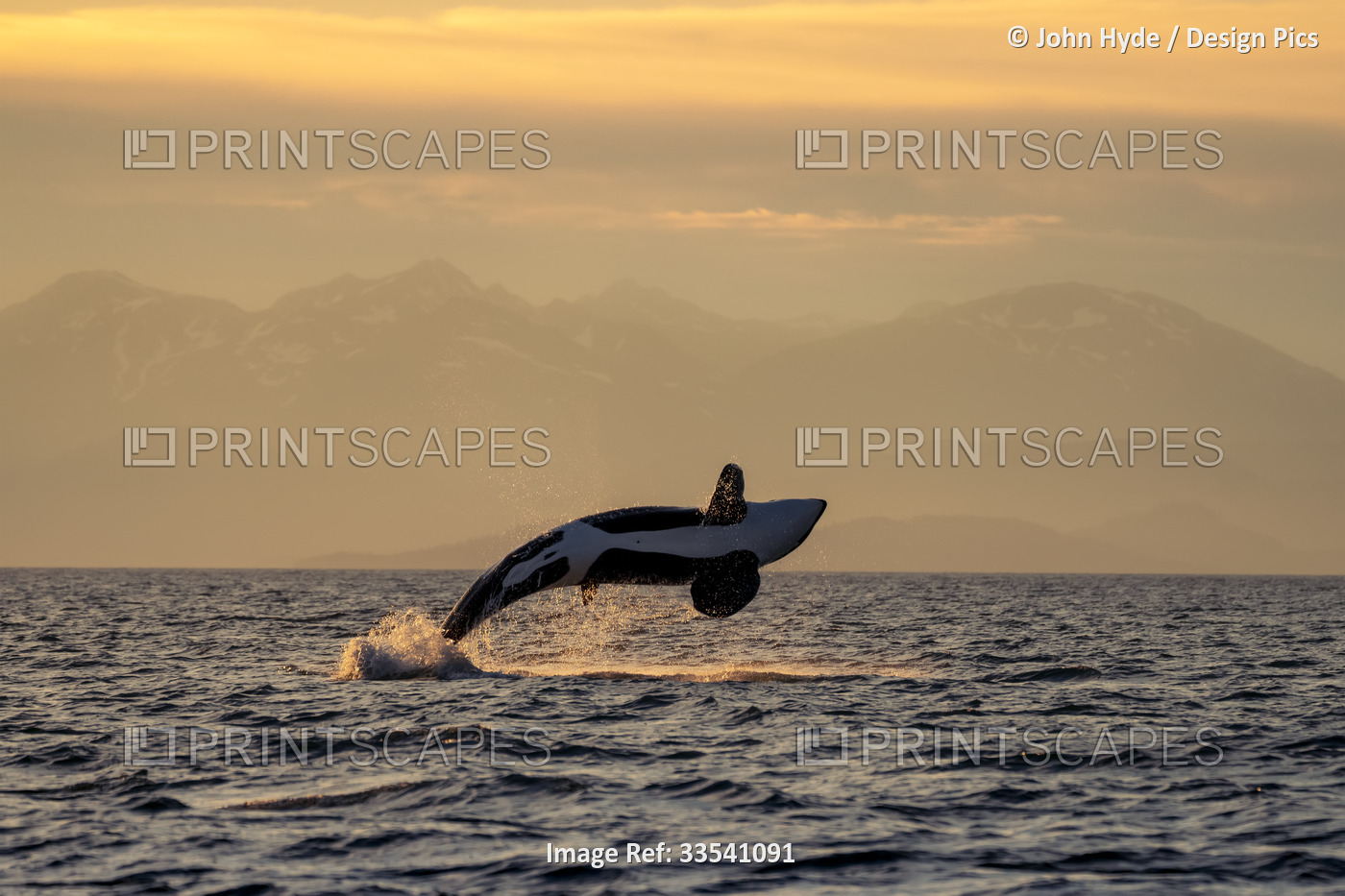 Killer Whale (Orcinus orca) jumps from the surface of the water in Lynn Canal ...