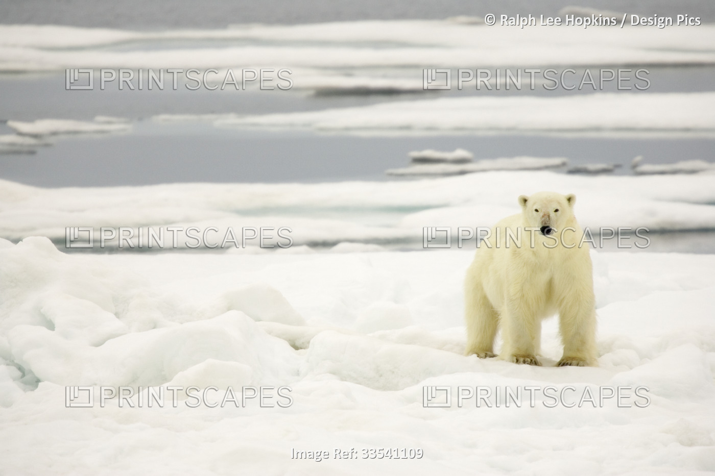 A polar bear on pack ice.