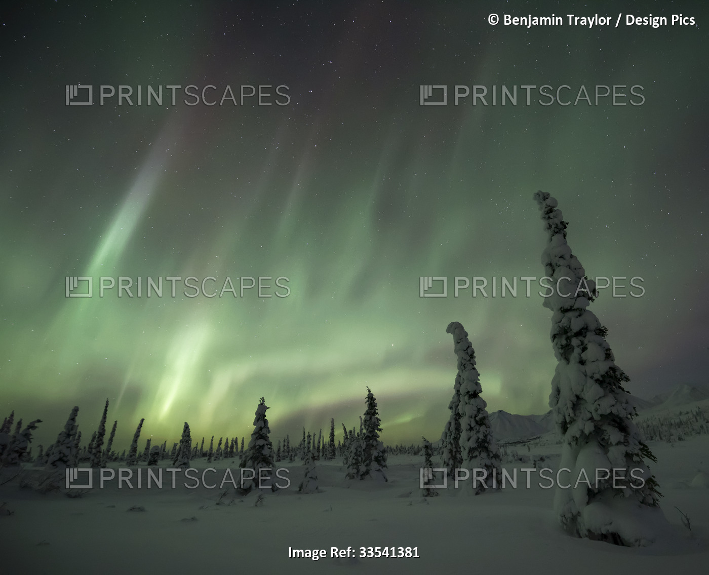 Beautiful aurora display dancing over the snow covered tundra near Eureka; ...