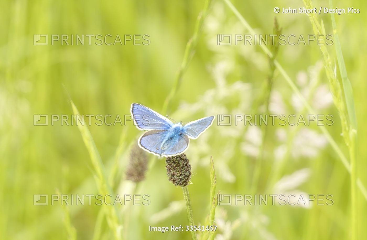Portrait of a Common blue butterfly (Polyommatus icarus) resting on a reed with ...