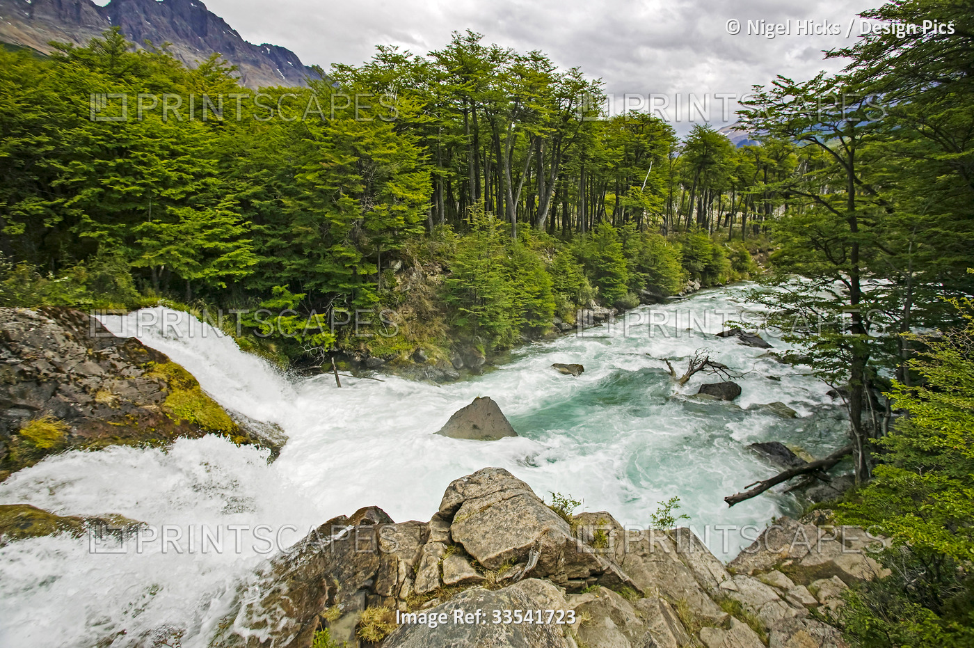 Rio de las Vueltas flowing through a Patagonian Southern Beech forest ...