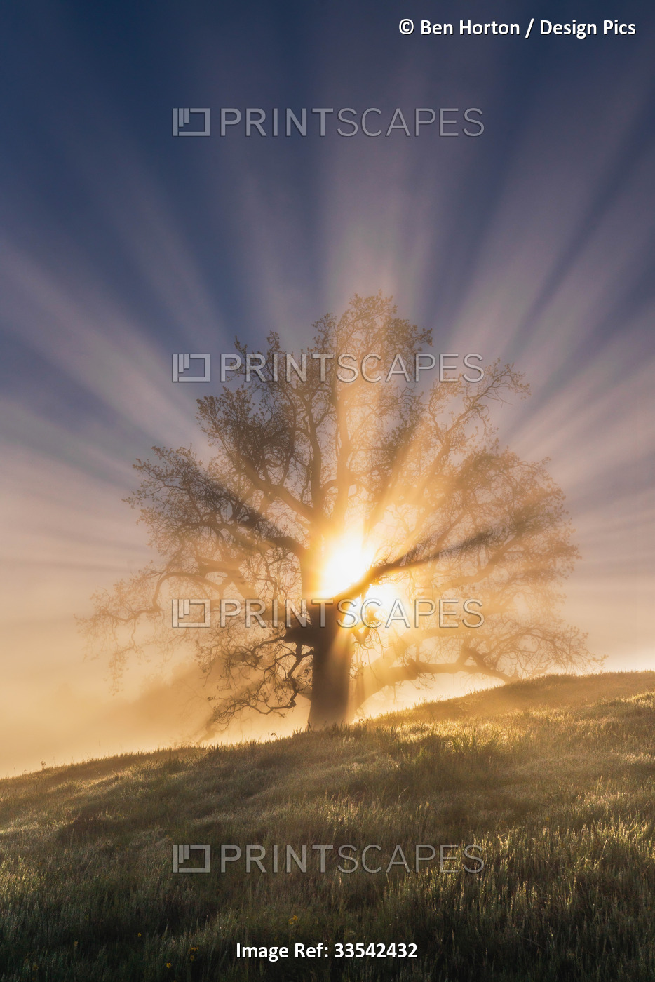 Rays of sunlight pass through the branches of an old oak tree at sunrise; Big ...
