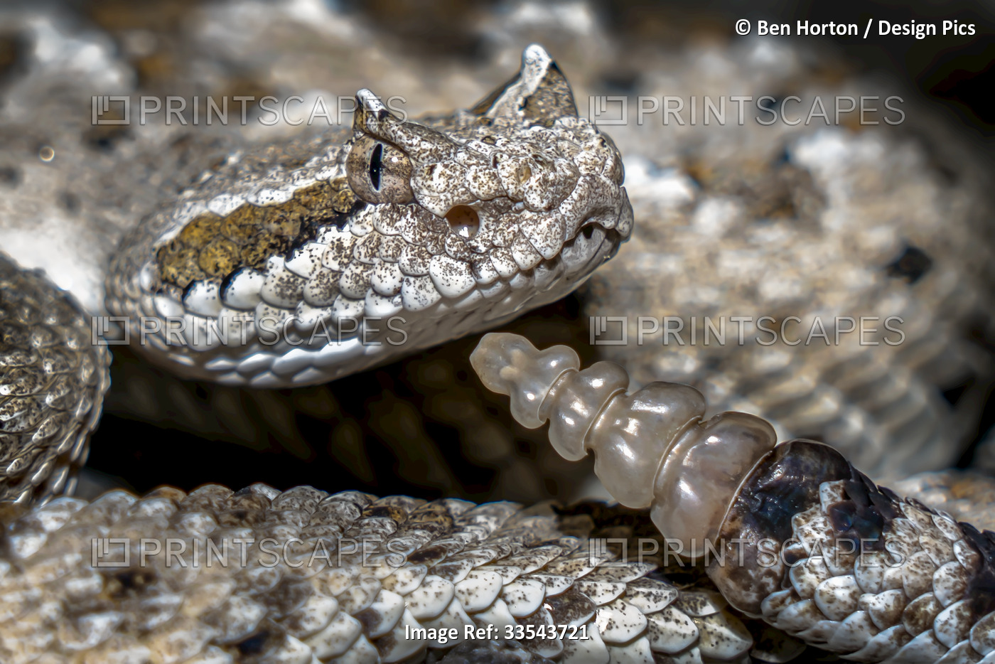 Close-up detail of the head and tail of a Sidewinder (Crotalus cerastes) ...