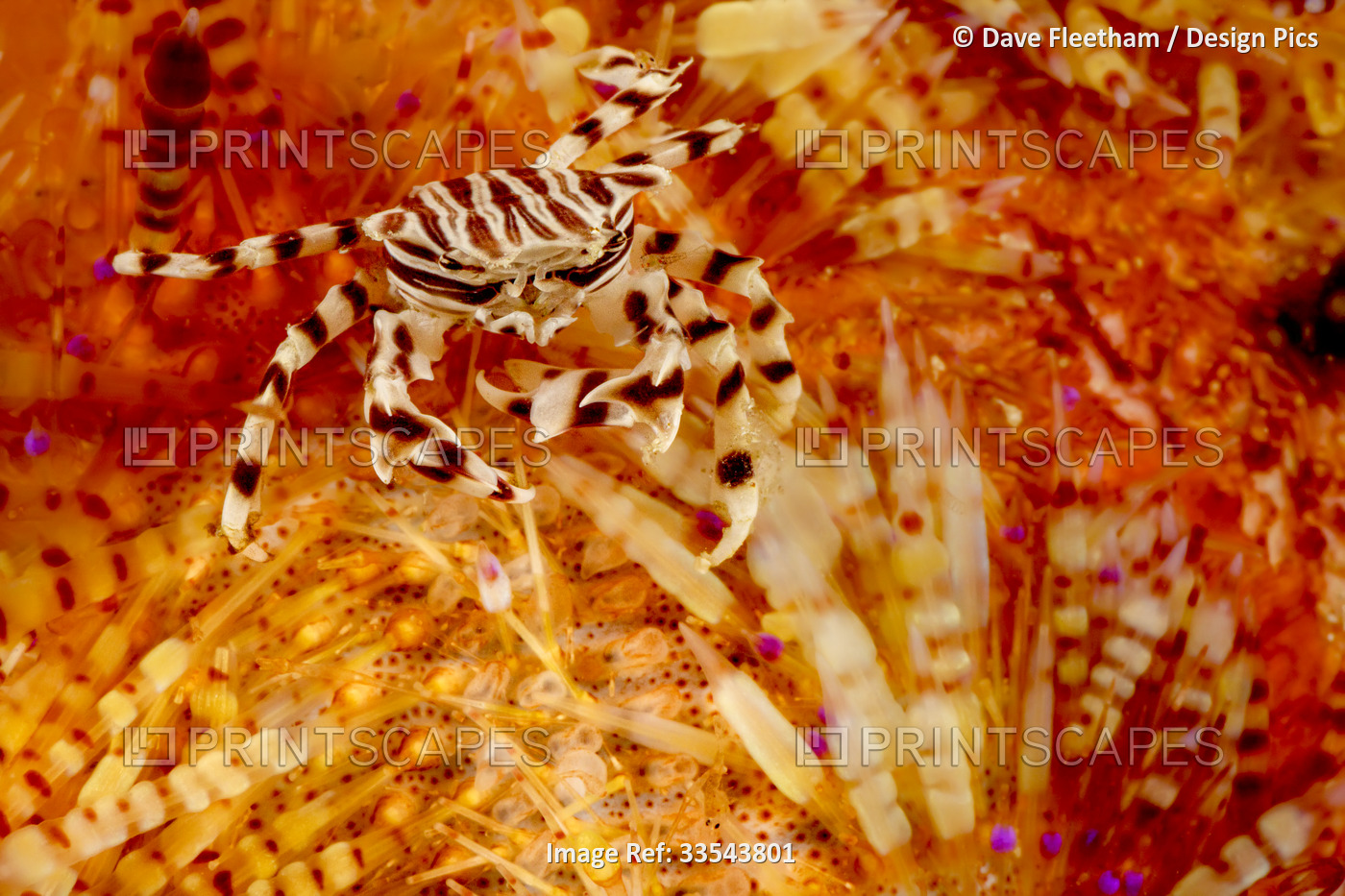 Zebra crab (Zebrida adamsii) on a venomous Fire urchin (Astropyga radiata), ...
