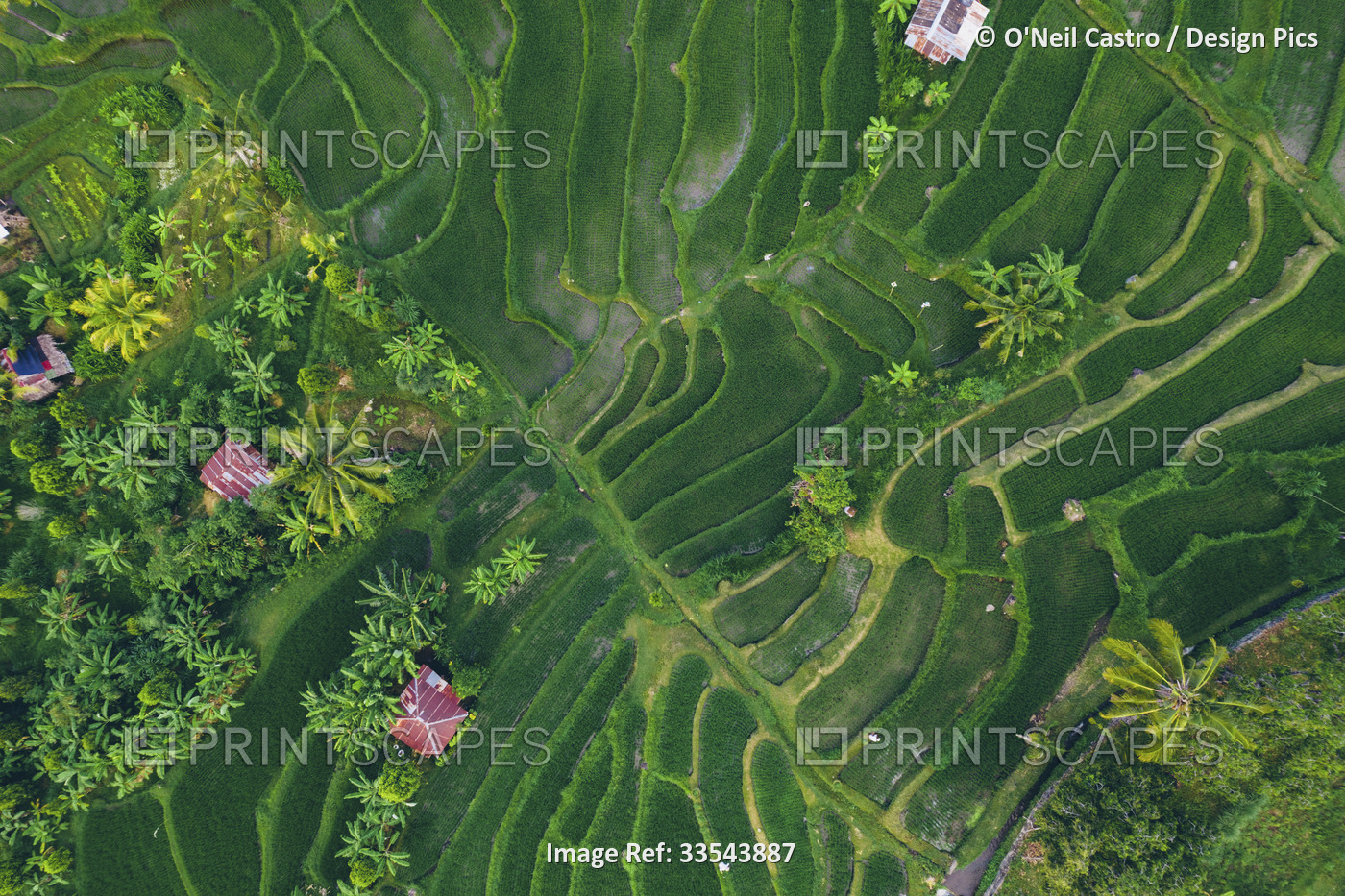 Aerial view taken directly above of Sambangan rice fields in Sukasada District; ...