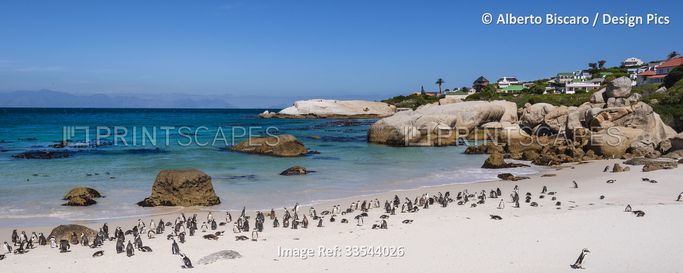 A colony of South African penguins (Spheniscus demersus) along Boulders Beach ...