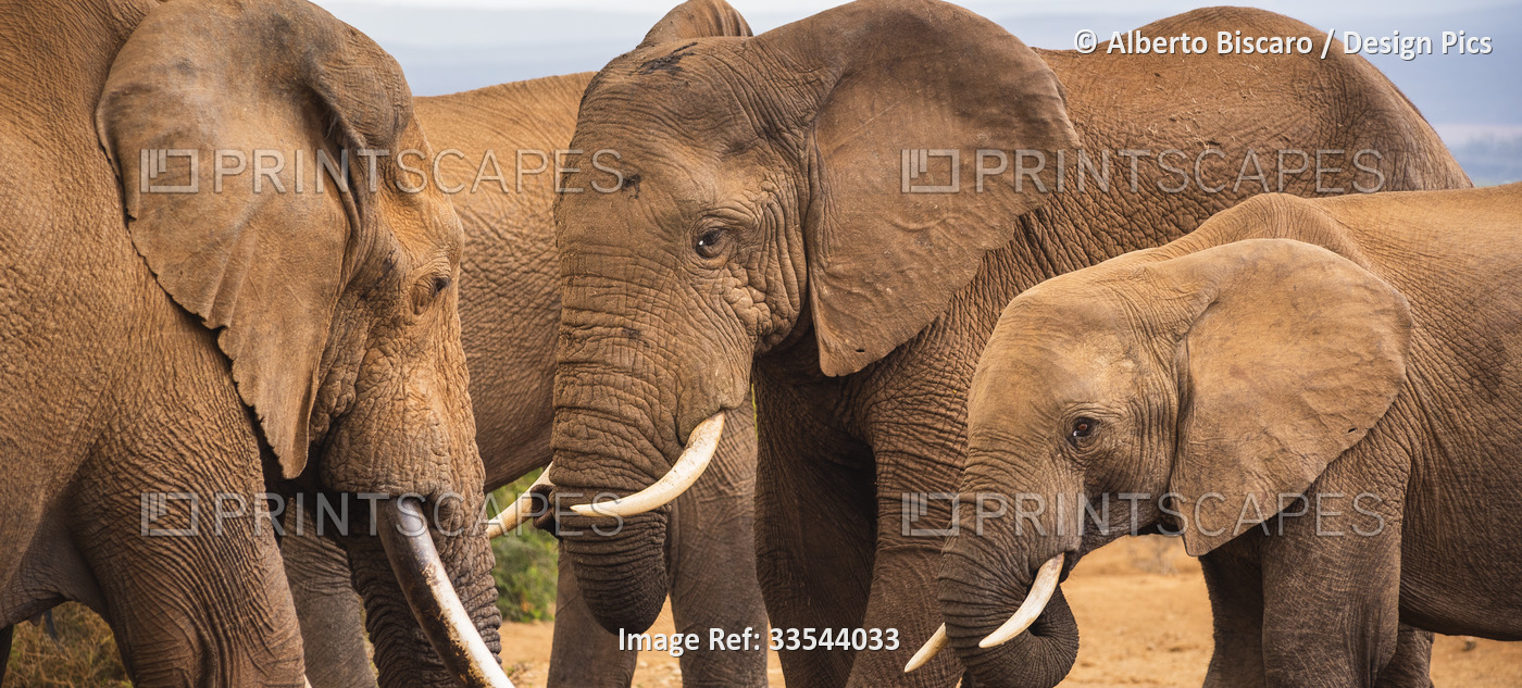 African elephants (Loxodonta) at Addo Elephant National Park; Eastern Cape, ...