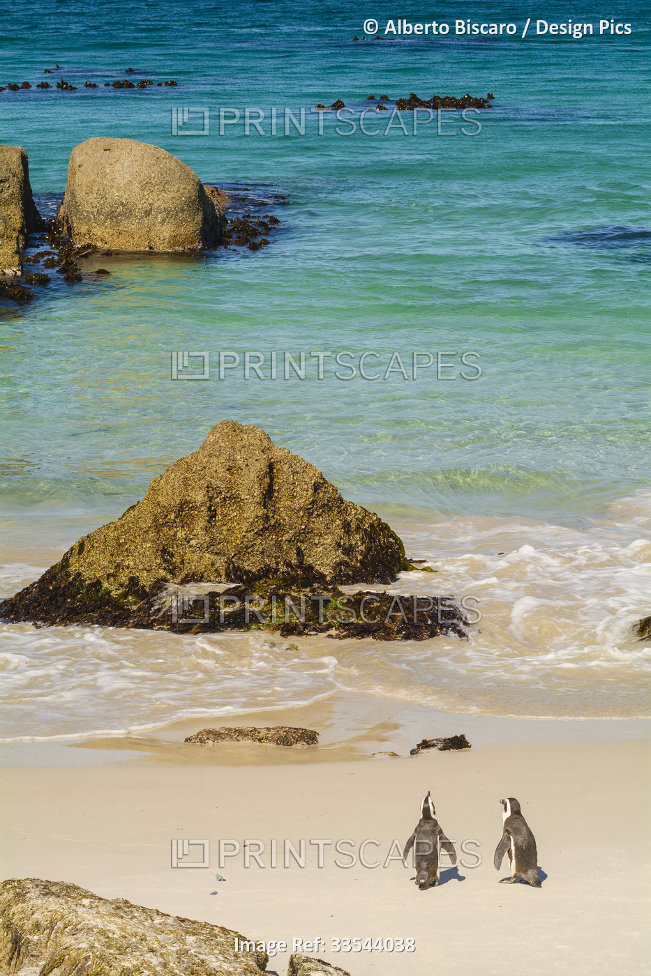 Two South African penguins (Spheniscus demersus) standing at the water's edge ...