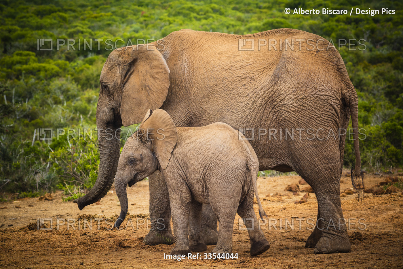 African elephants (Loxodonta), animal family walking along the savanna together ...