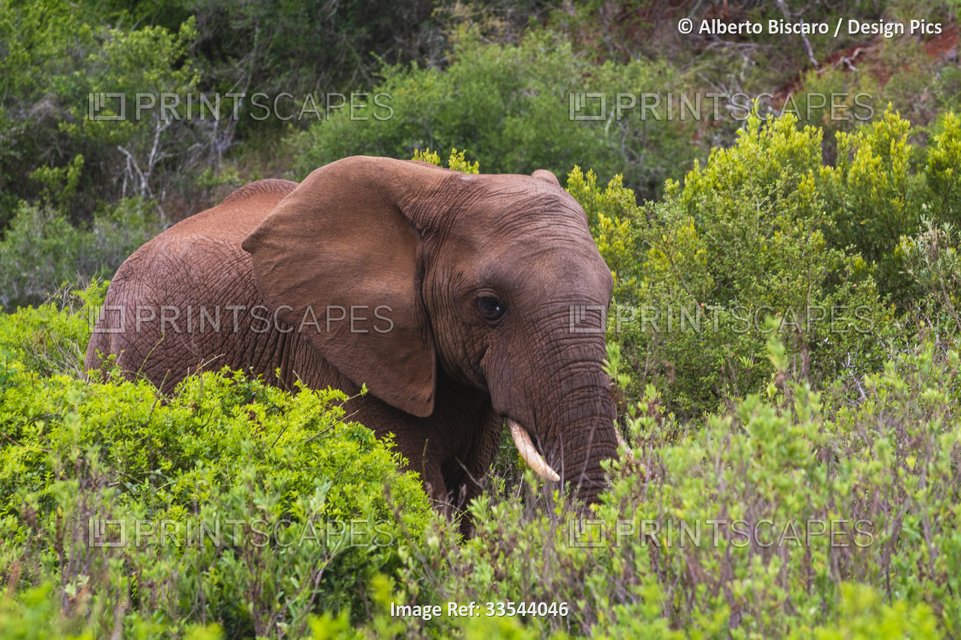 Portrait of an African elephant (Loxodonta) standing in the brush on the ...