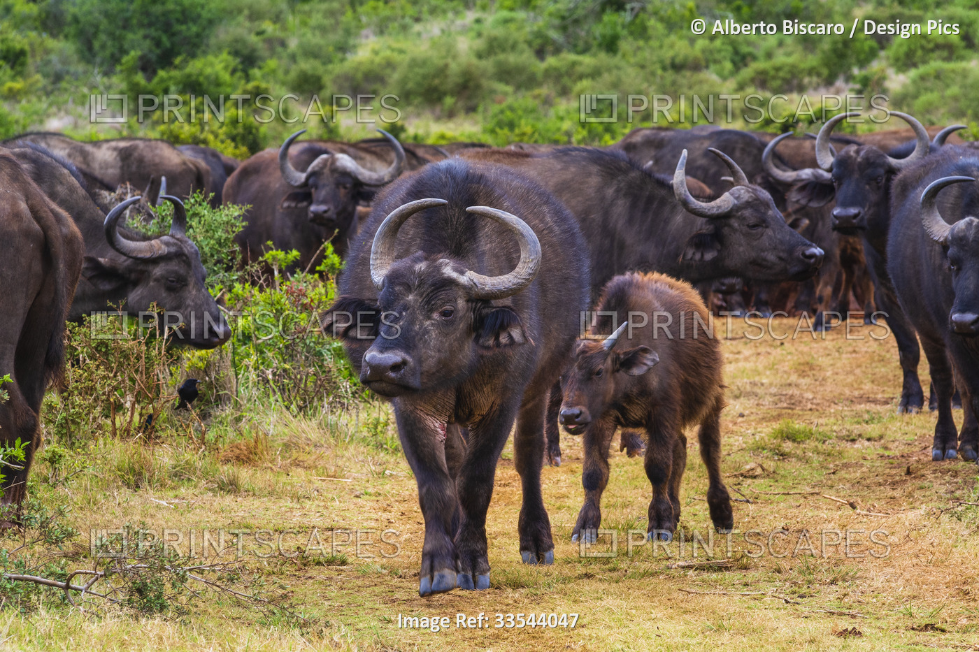 Herd of African Cape buffalo (Syncerus caffer caffer) walking along the savanna ...