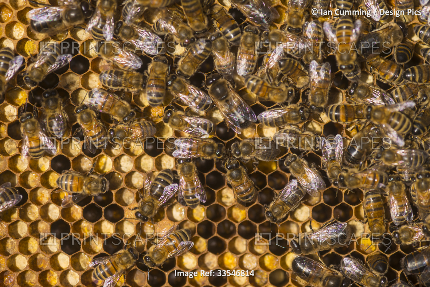 Close-up of honey bees (Apis mellifera) on a honeycomb, Petersfield; Hampshire, ...