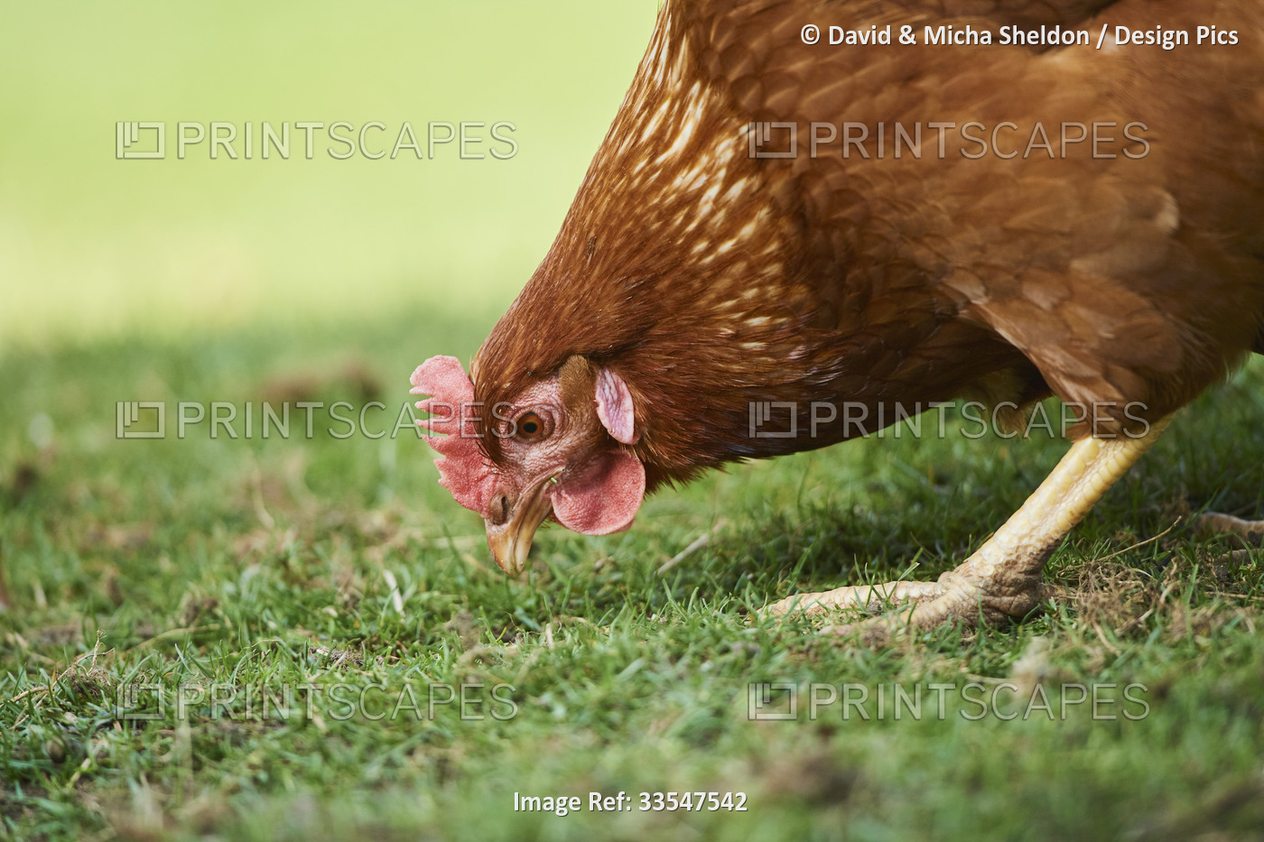 Portrait of a chicken (Gallus gallus domesticus), hen, feeding on a meadow; ...