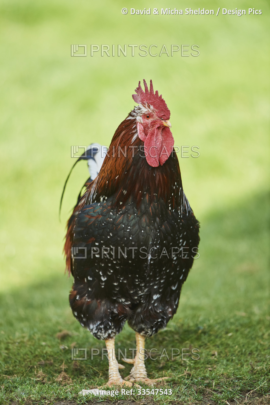 Portrait of a chicken (Gallus gallus domesticus), rooster, on a meadow; Upper ...