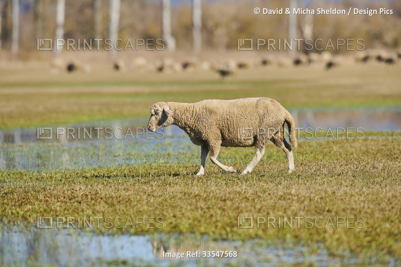 Sheep (Ovis aries) walking on a meadow with water puddles; Upper Palatinate, ...