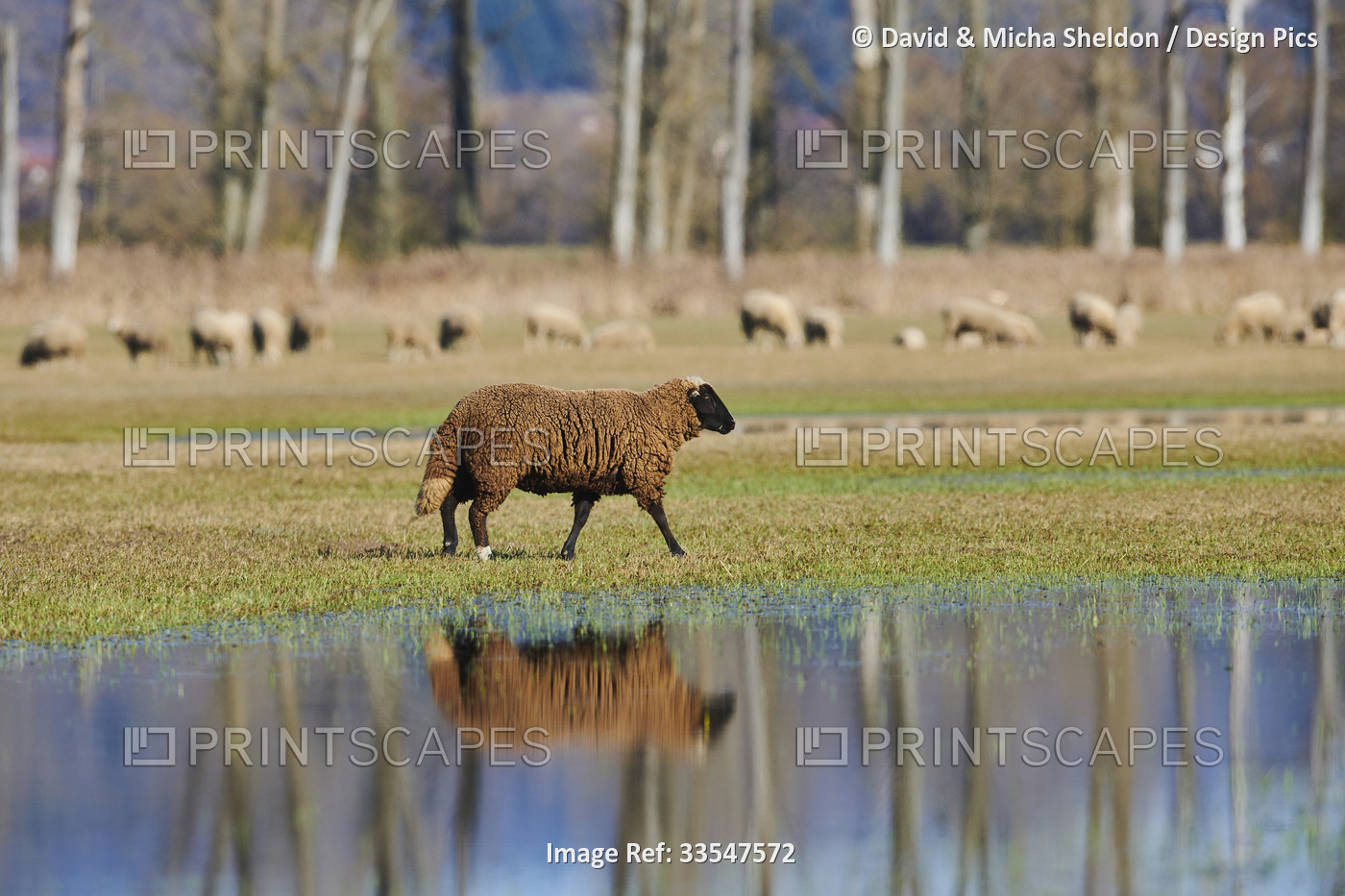 Brown sheep (Ovis aries) walking on a meadow with water puddles with a flock ...