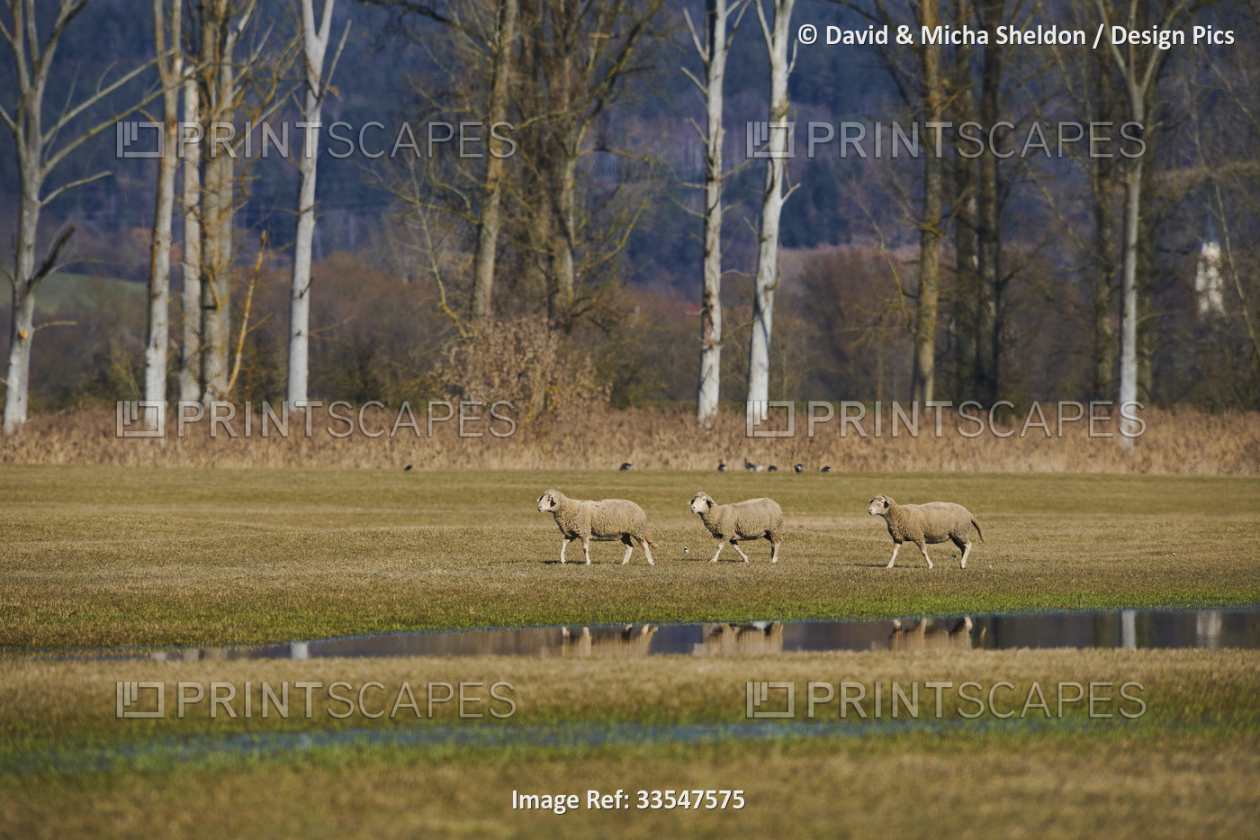 Three sheep (Ovis aries) walking on a meadow with water puddles; Upper ...