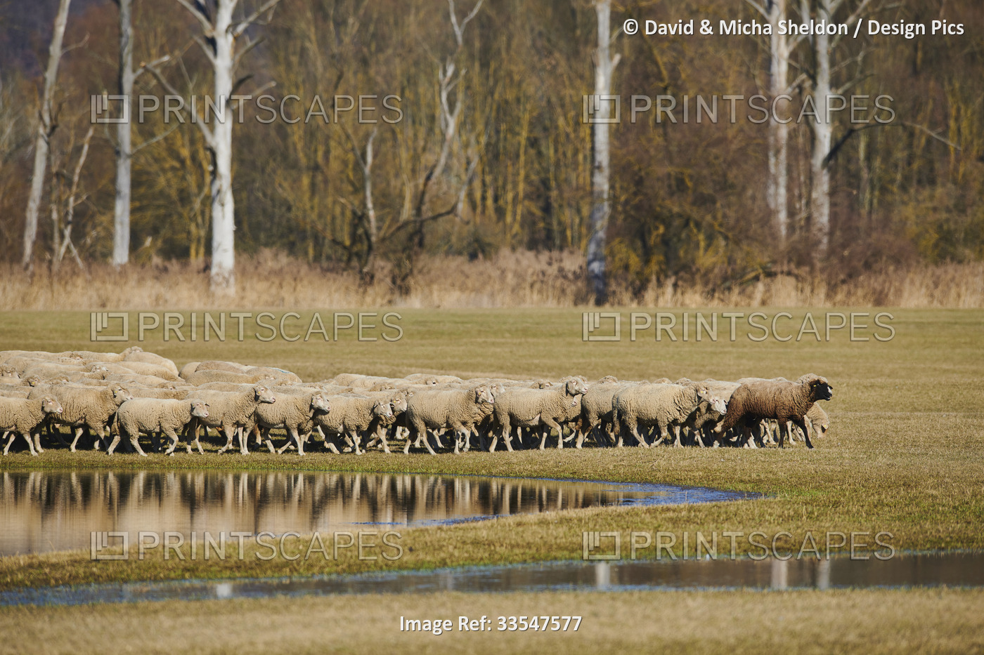 A brown sheep (Ovis aries) leading the flock walking on a meadow with water ...