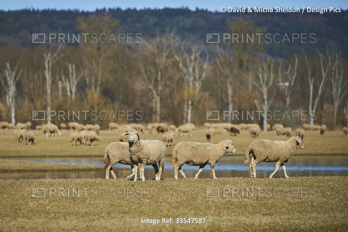 Three sheep (Ovis aries) walking on a meadow past a water puddle with one sheep ...