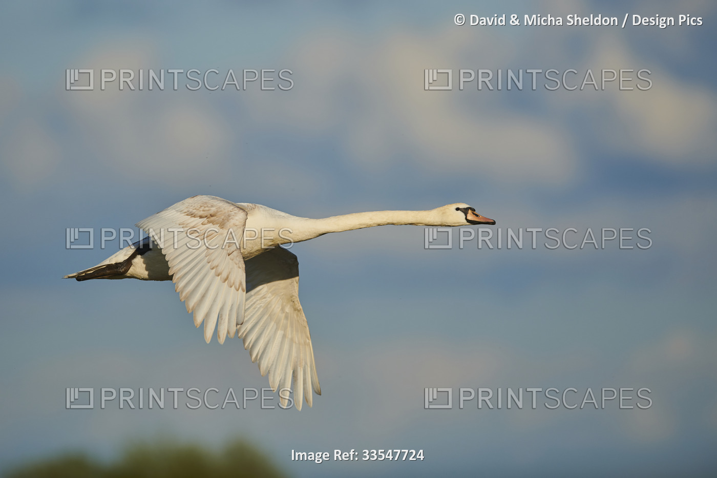 Mute swan flying in the sky with coloured clouds, Bavarian Forest; Bavaria, ...