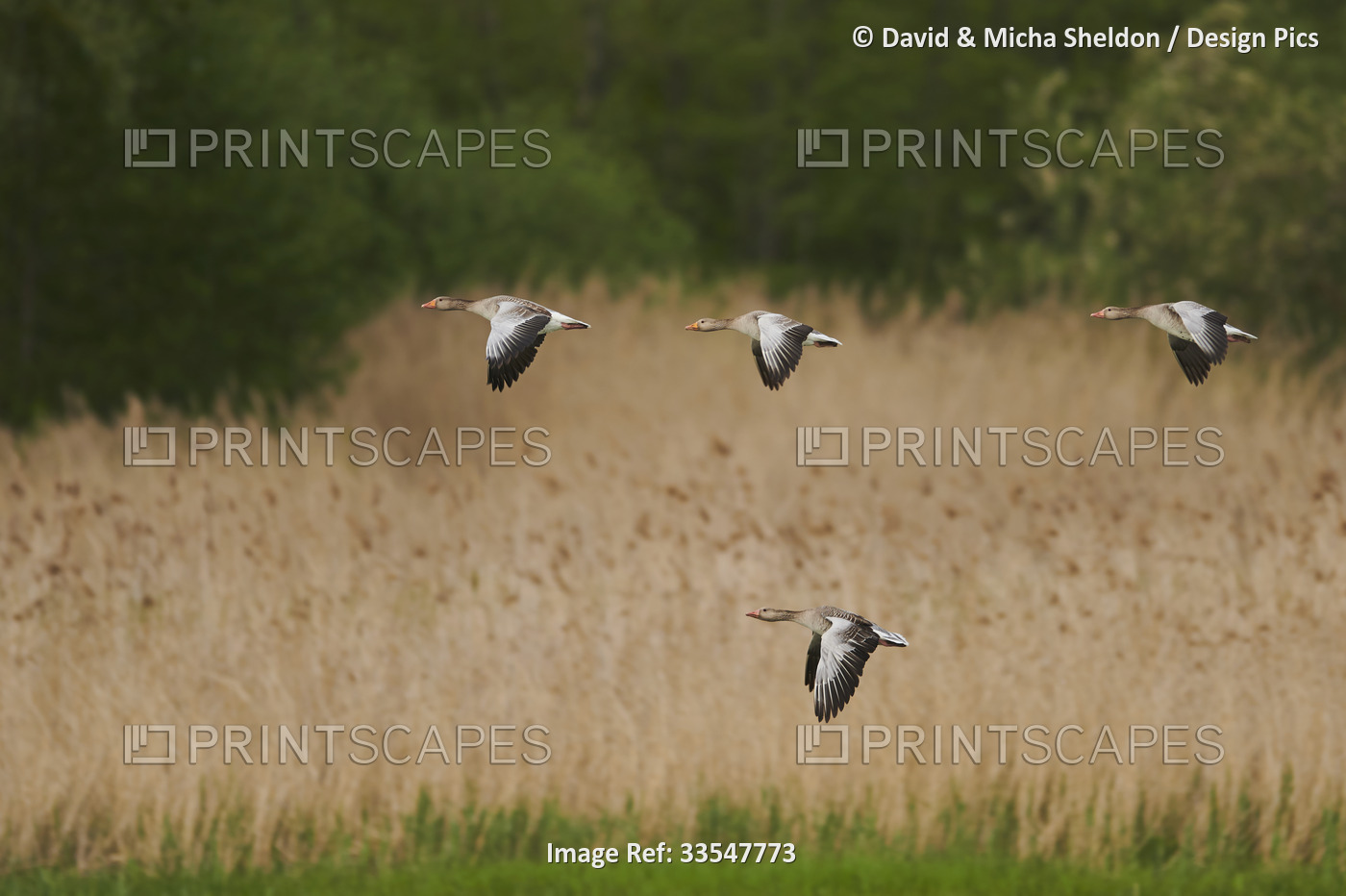 Flock of Greylag geese (Anser anser) in flight and preparing to land in a lake, ...