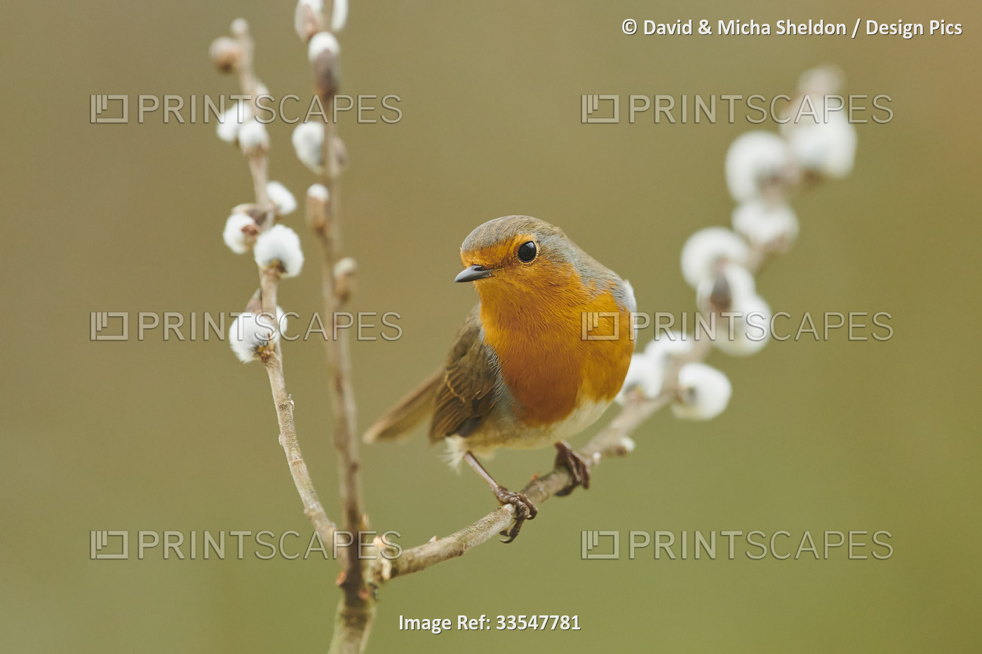 European robin (Erithacus rubecula) perched on a branch; Bavaria, Germany