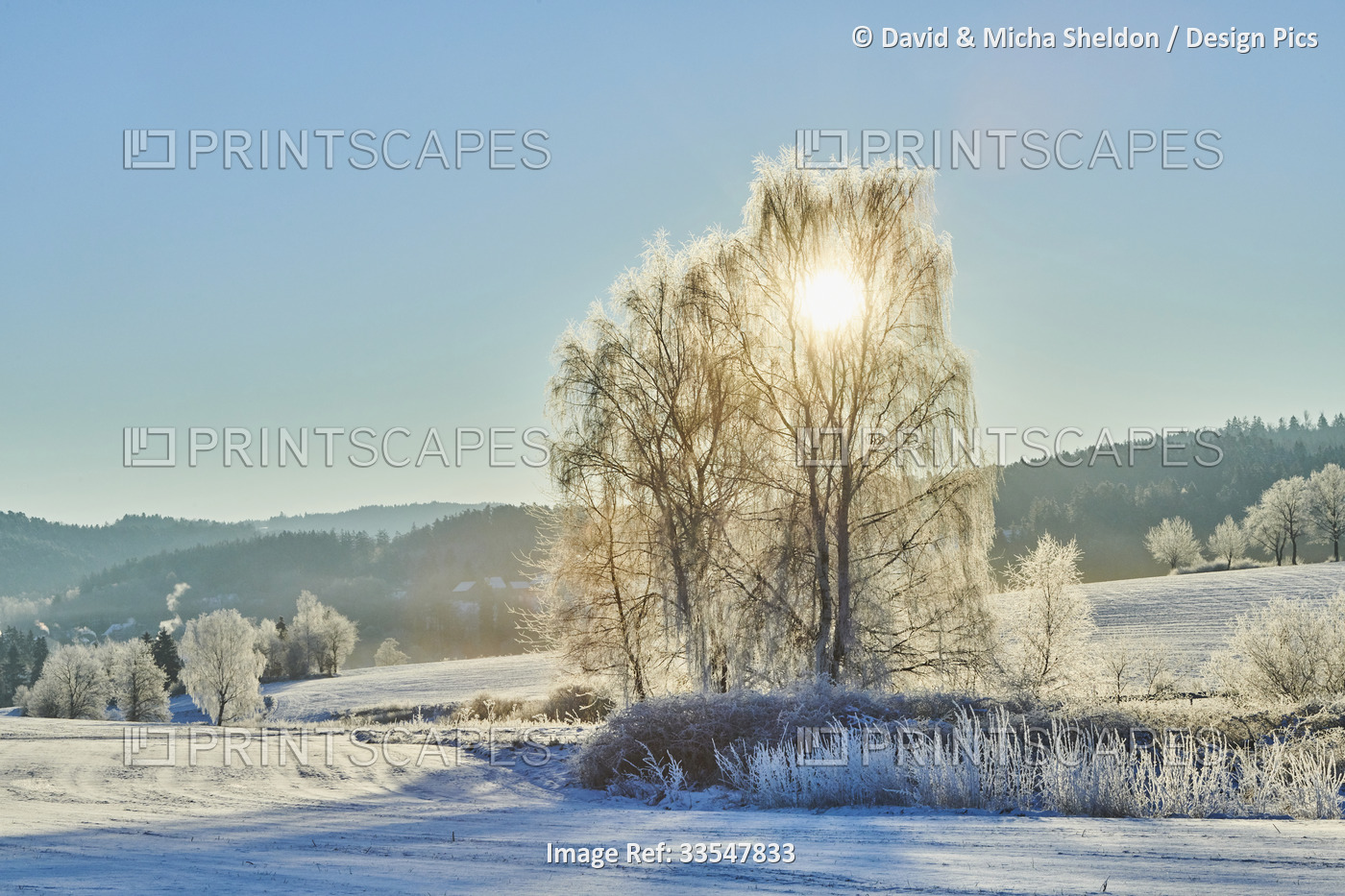Frozen and snowy landscape with silver birch, warty birch, European white birch ...