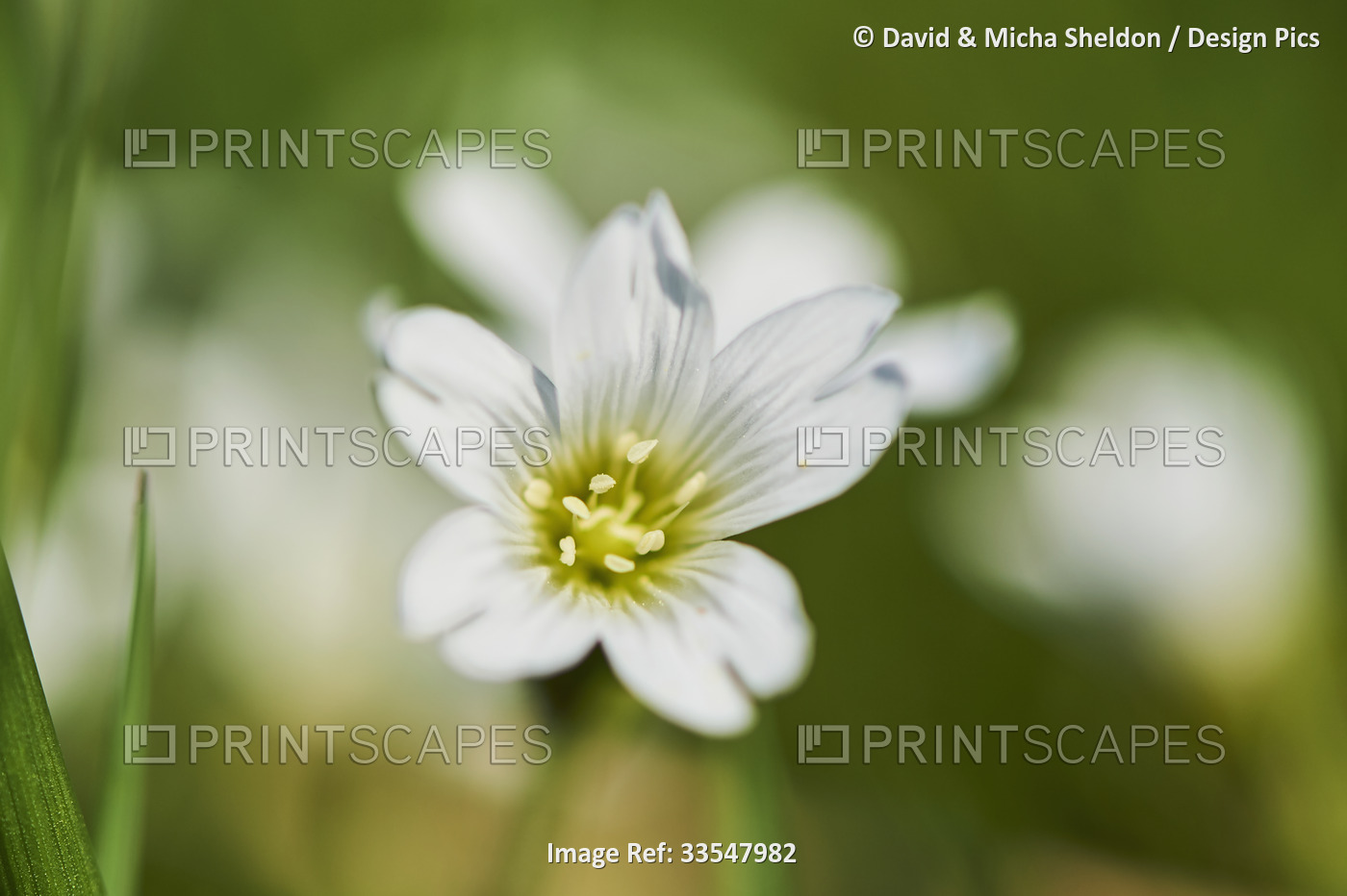 Field mouse-ear or field chickweed (Cerastium arvense) blooming; Bavaria, ...