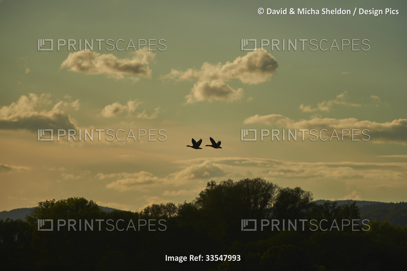 Greylag geese (Anser anser) flying in coloured clouds above treetops at sunset, ...