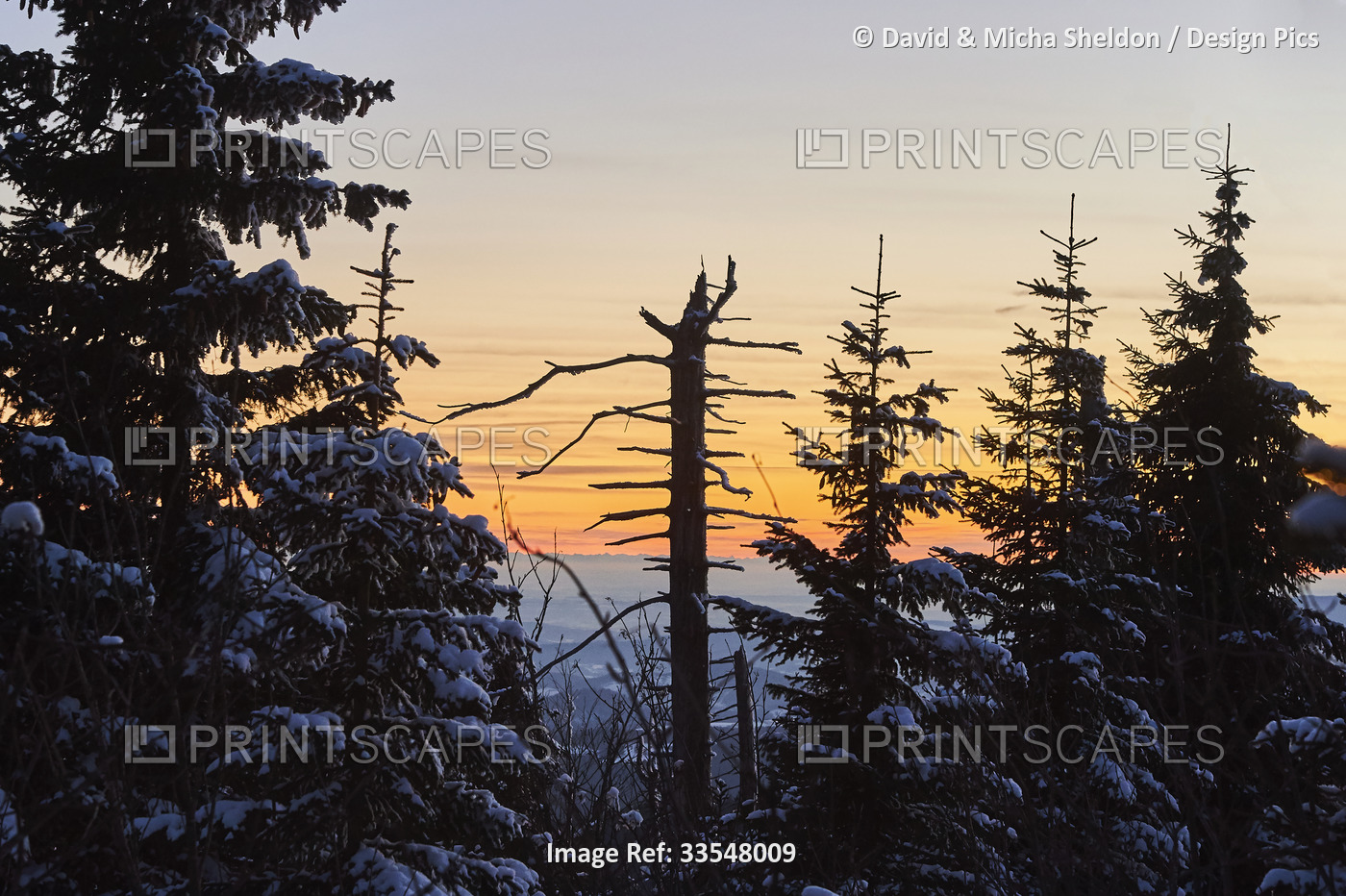 Tree trunk and Norway spruce or European spruce (Picea abies) trees at sunset ...