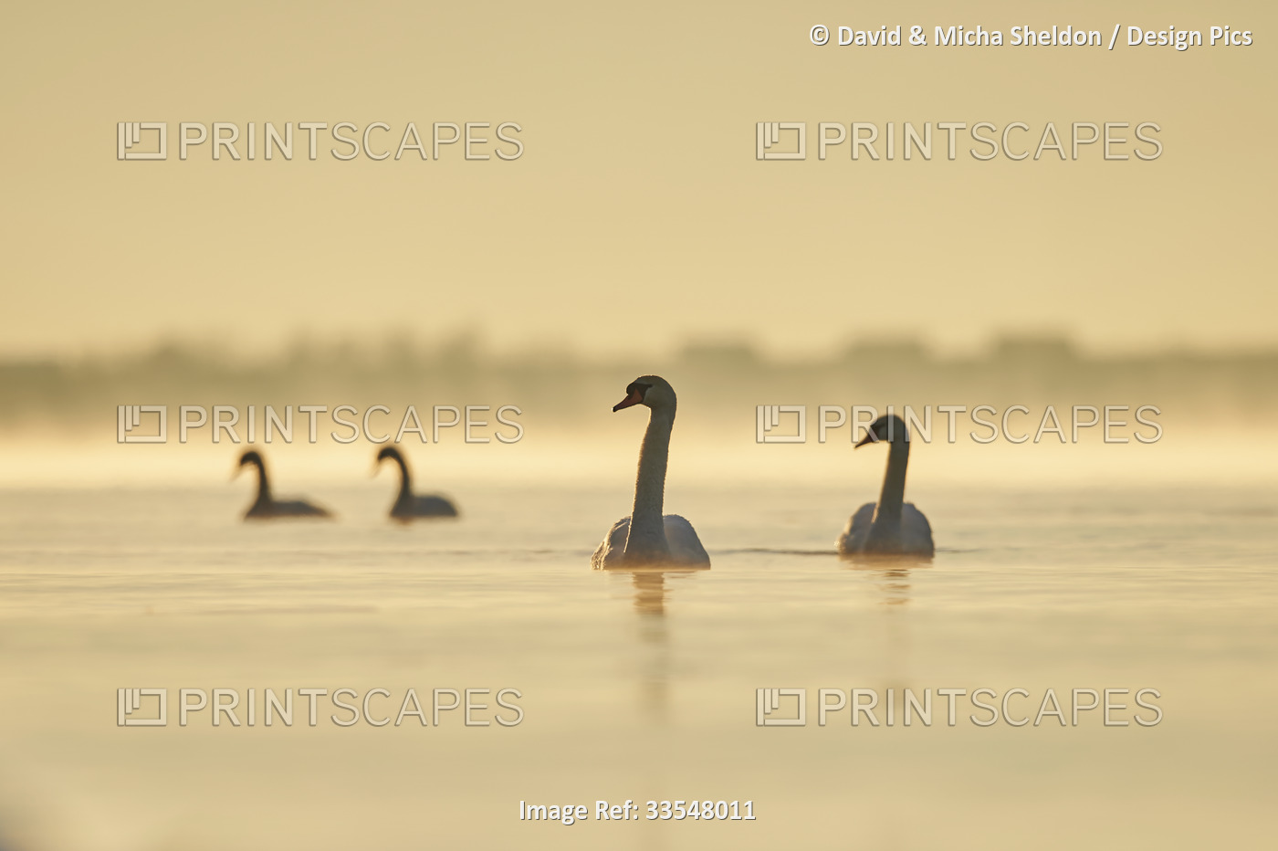 Mute swans (Cygnus olor) swimming on Donau River at sunrise; Bavaria, Germany