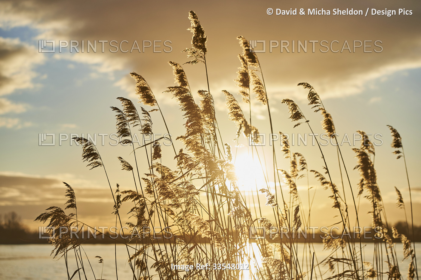 Common reed (Phragmites australis) at the shore of Donau River at sunset; ...