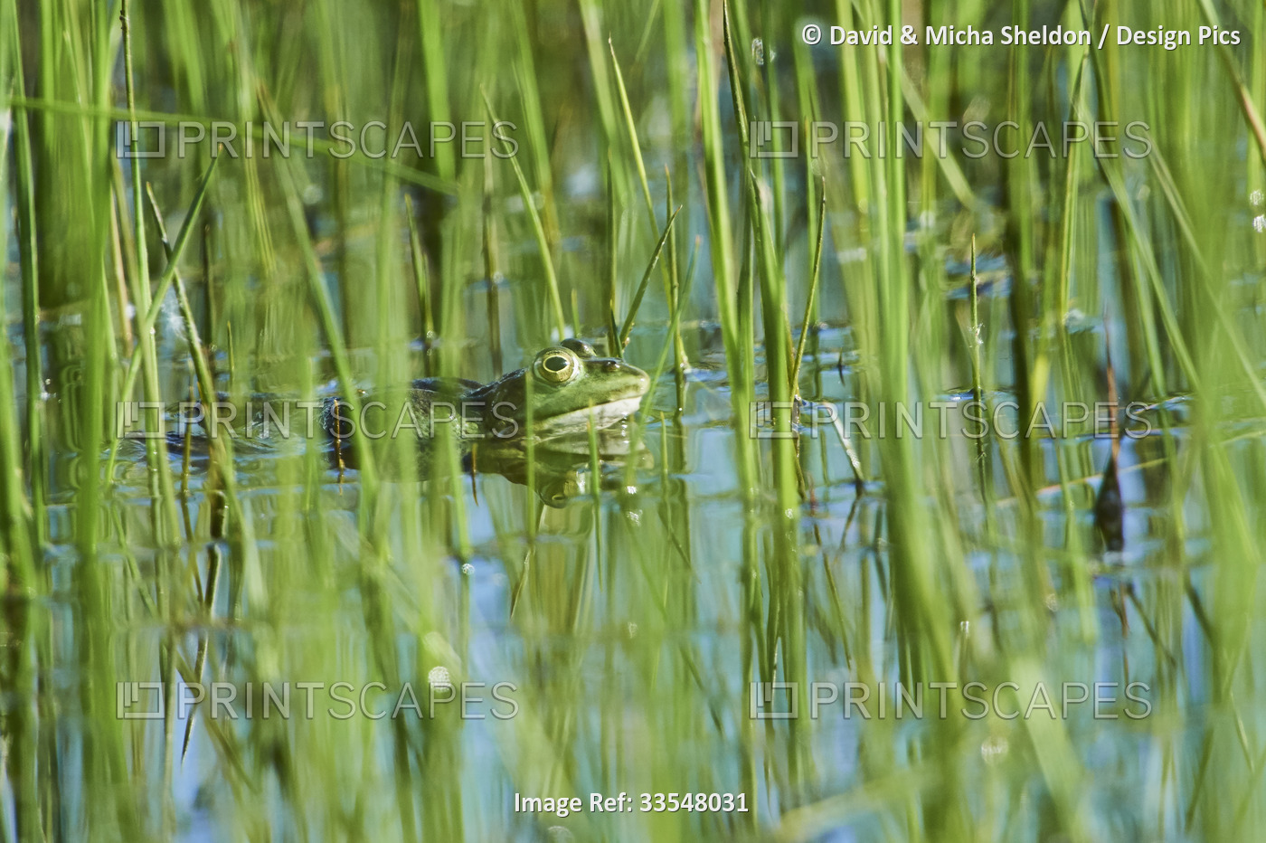 European common frog (Rana temporaria) hidden in water among grasses; Bavaria, ...