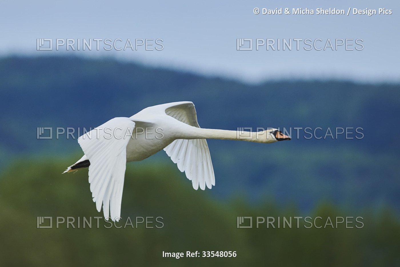 Mute swan (Cygnus olor) flying over the Bavarian Forest; Bavaria, Germany