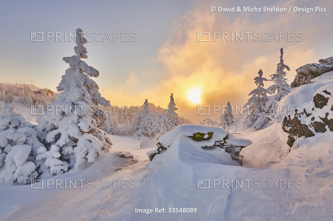 Frozen Norway spruce or European spruce (Picea abies) trees at sunrise on Mount ...