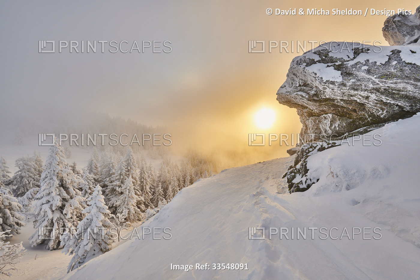 Frozen Norway spruce or European spruce (Picea abies) tree at sunrise on Mount ...