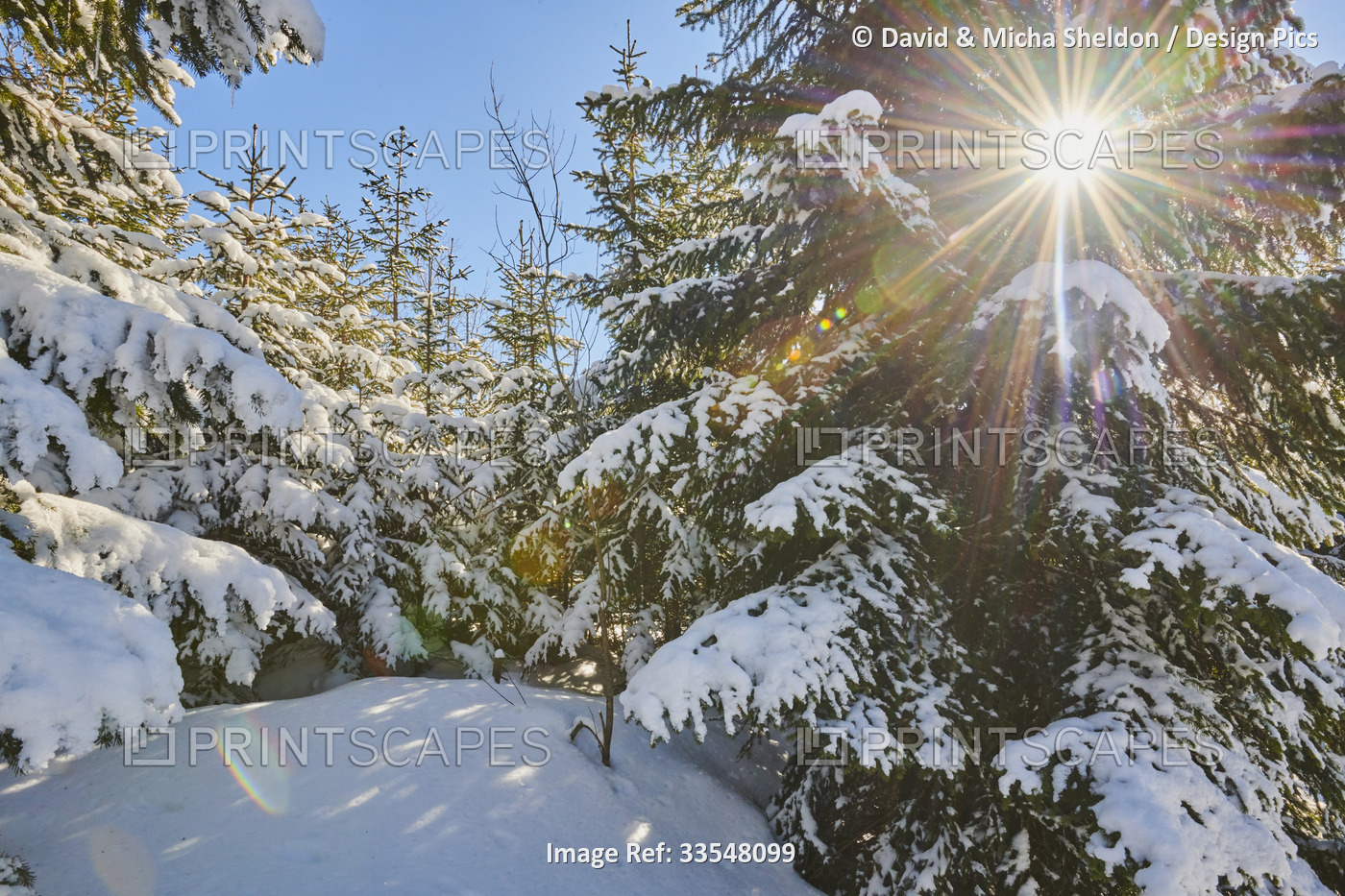 Frozen Norway spruce or European spruce (Picea abies) trees on a sunny day on ...