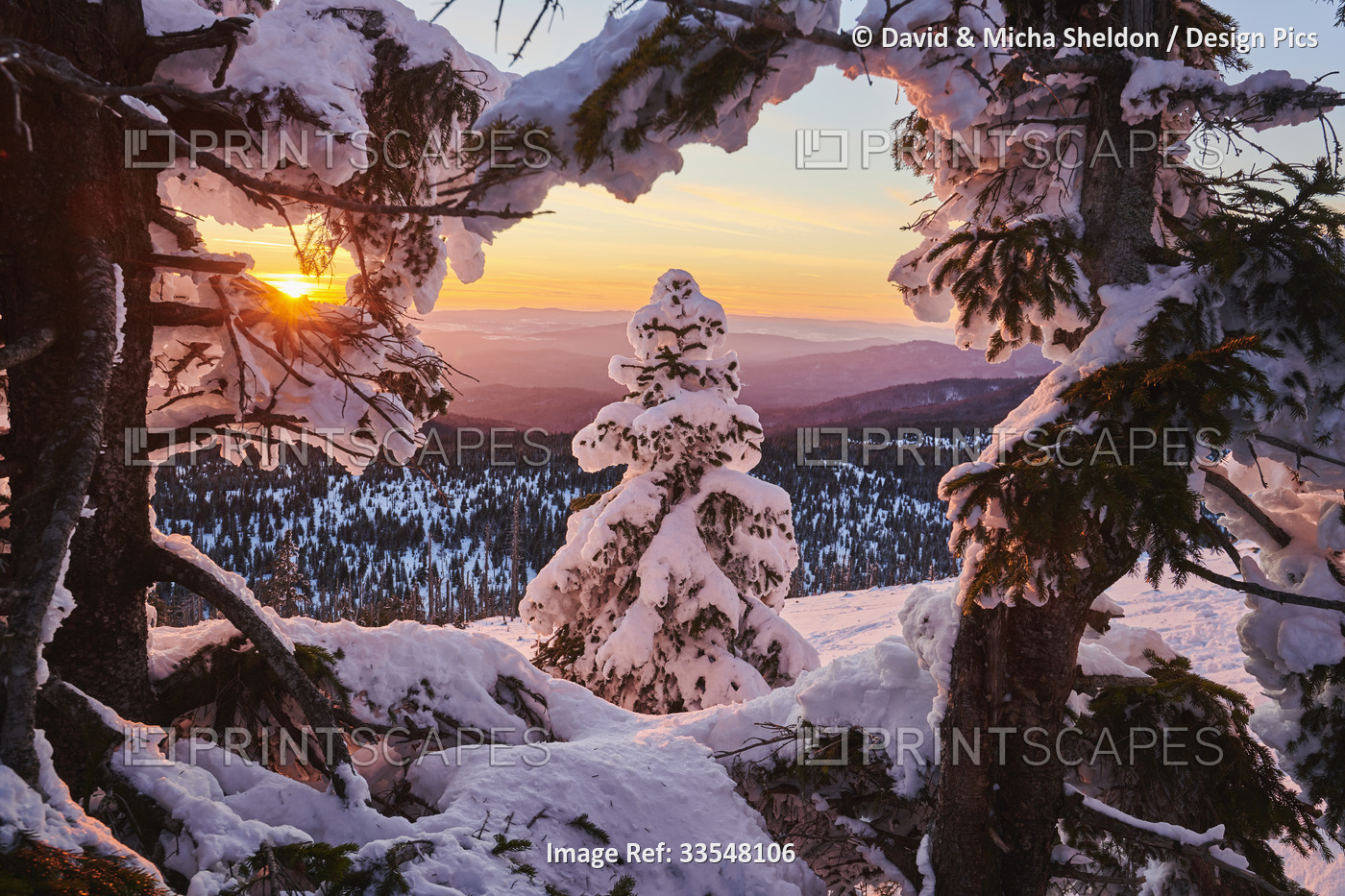Frozen Norway spruce or European spruce (Picea abies) trees at sunset on Mount ...
