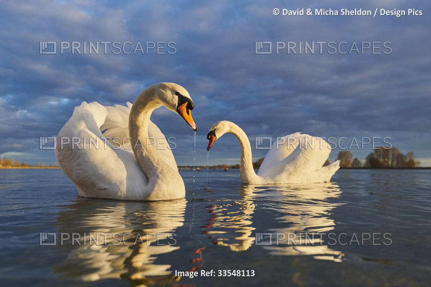Two Mute swans (Cygnus olor) swimming at sunset on Donau River with water ...