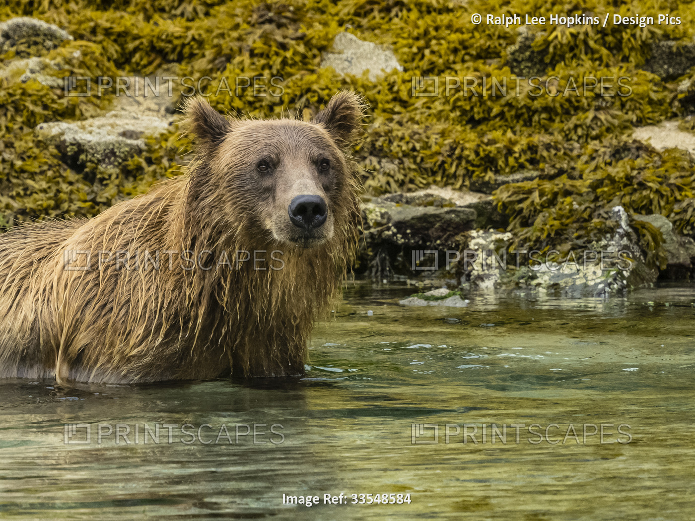 Coastal Brown Bear (Ursus arctos horribilis) fishing in Kinak Bay; Katmai ...
