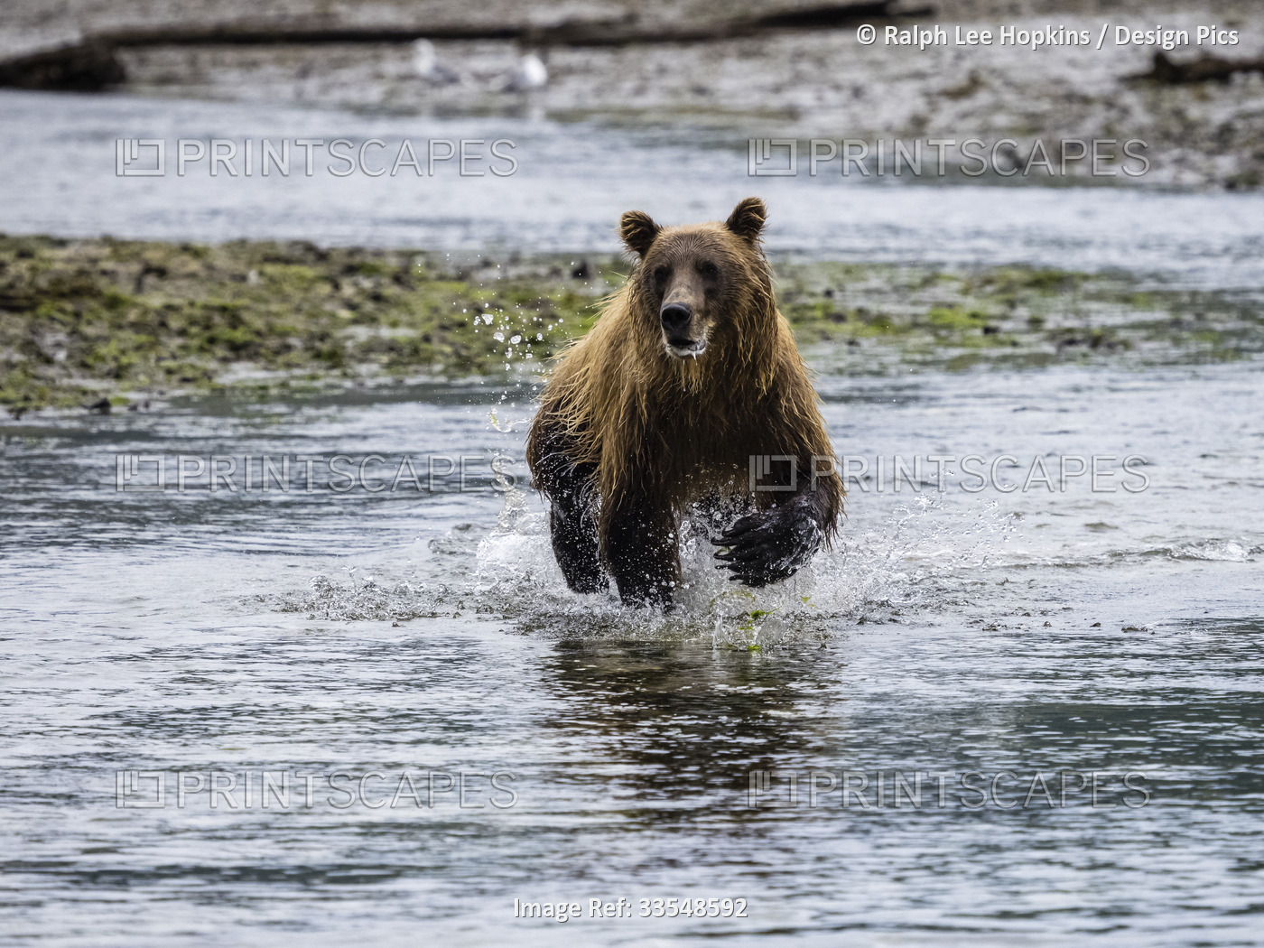 Coastal Brown Bear (Ursus arctos horribilis) running in the water, fishing for ...