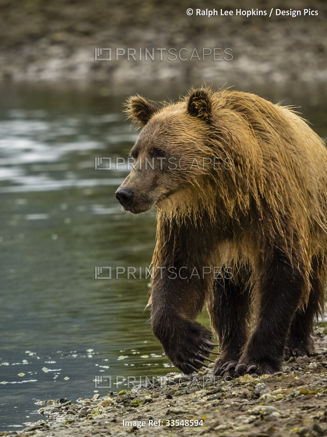 Portrait of Coastal Brown Bear (Ursus arctos horribilis) walking along the ...