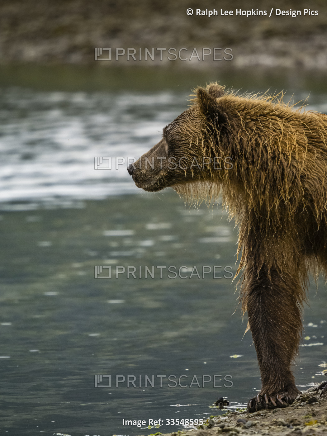 Portrait of Coastal Brown Bear (Ursus arctos horribilis) standing on the shore ...