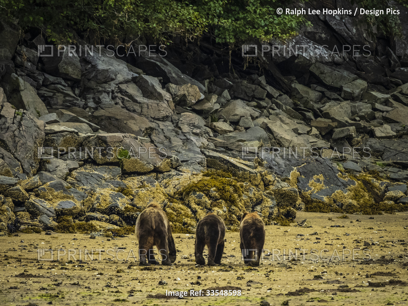 Coastal Brown Bears (Ursus arctos horribilis) walking along the rocky coast at ...