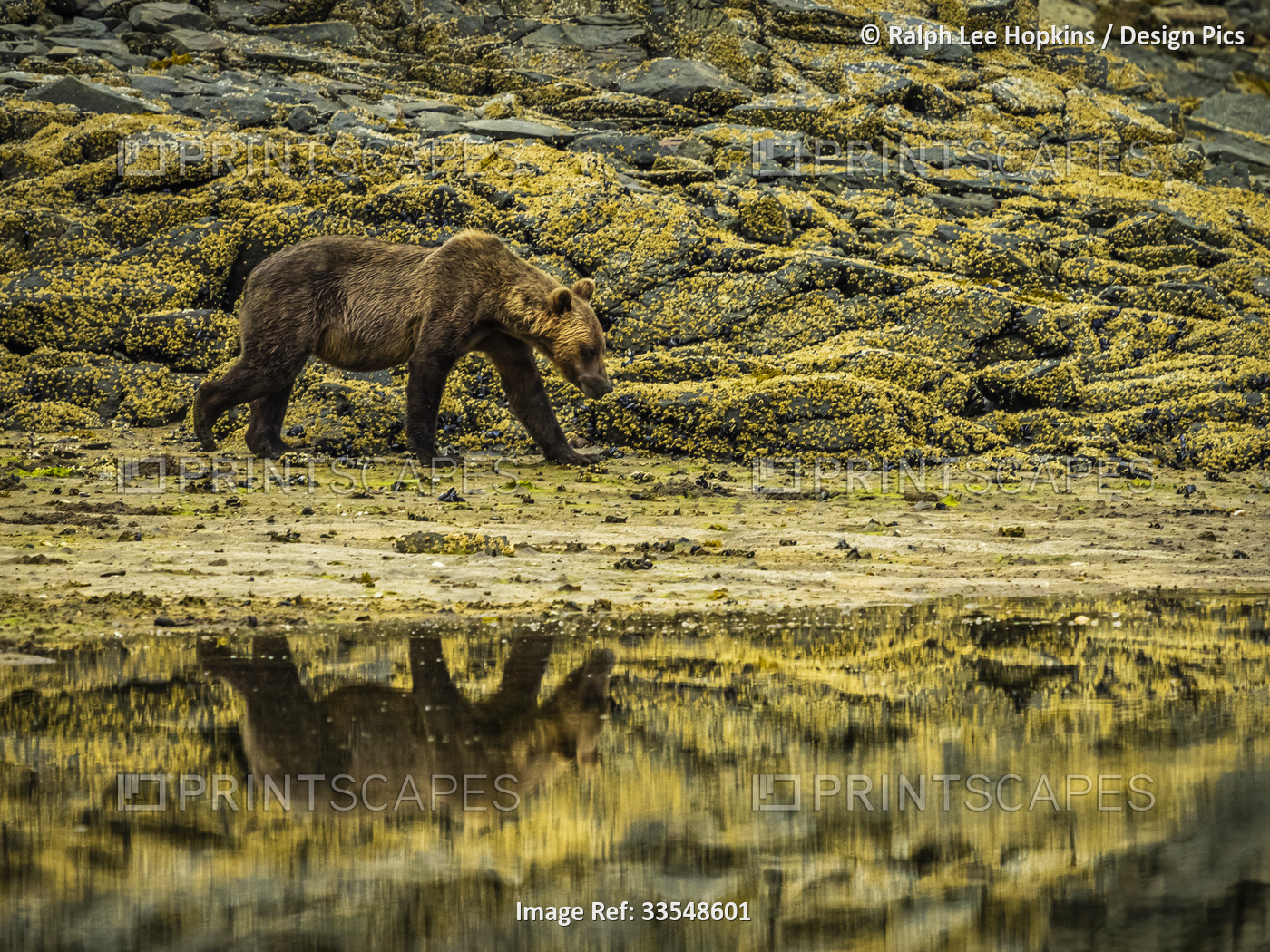 Coastal Brown Bear (Ursus arctos horribilis) walking along the shore digging ...