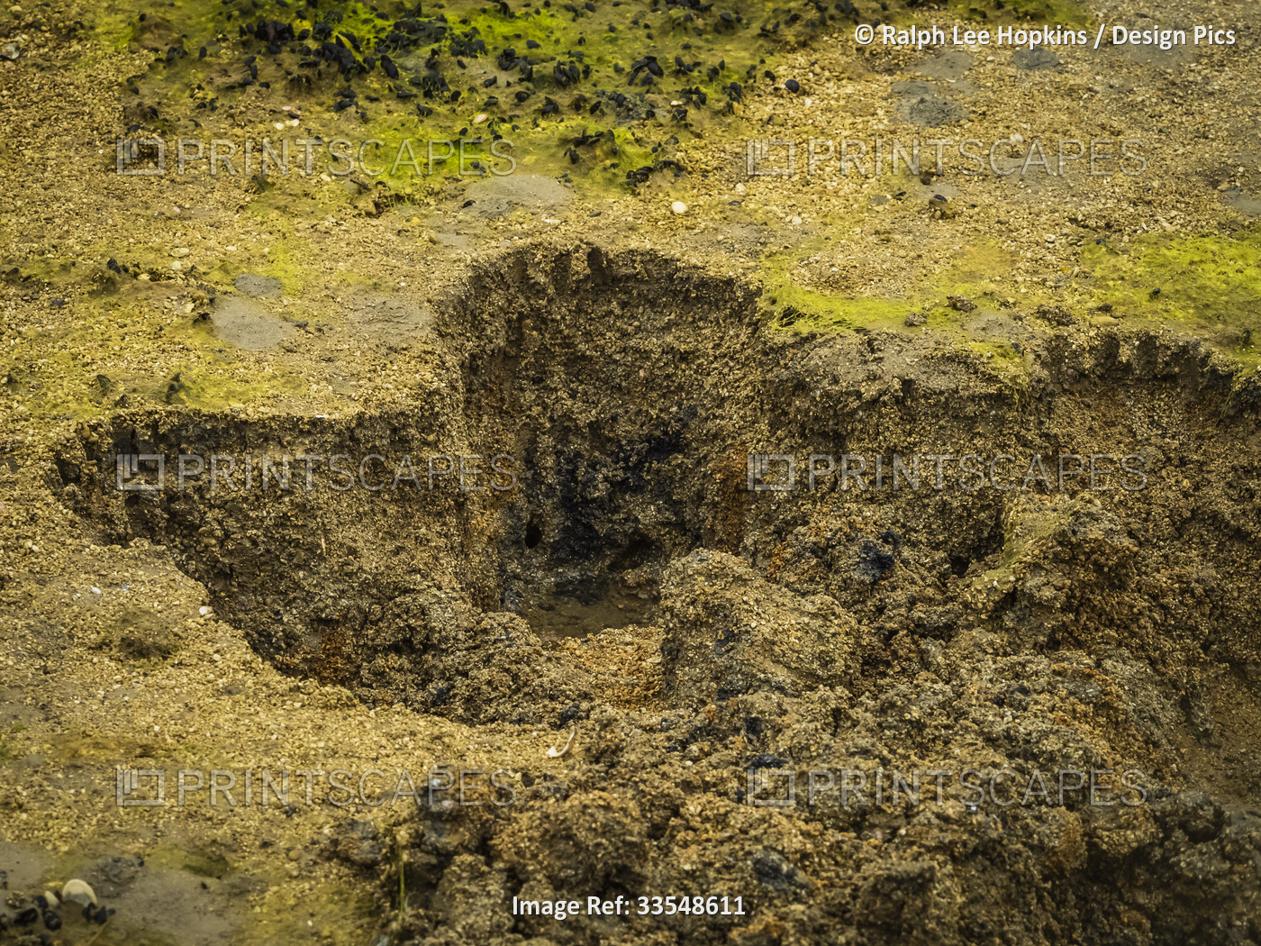 Close-up of hole with claw marks where Coastal Brown Bear (Ursus arctos ...