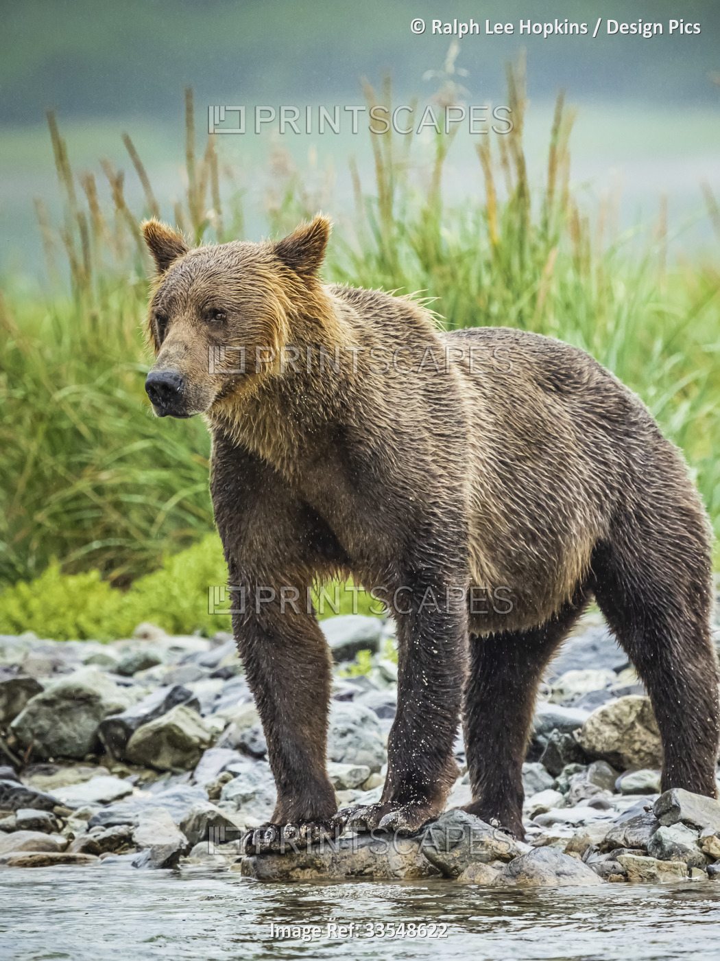 Close-up of a young, Coastal Brown Bear (Ursus arctos horribilis) standing at ...